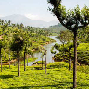 Le kérala et ses cultures de thé à découvrir avec l'agence de voyage thisytravels www.thisytravels.fr