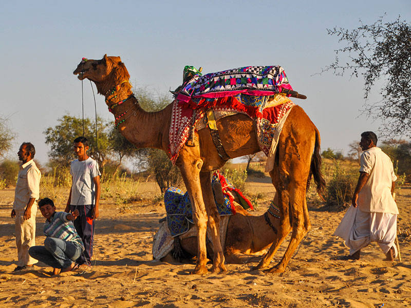 voyage et safari dans le desert du rajasthan a jaisalmer en inde du nord avec l'agence de voyage thisy-travels www.thisytravels.fr