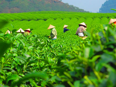 la culture de thé au vietnam avec les voyages de Thisy-Travels www.thisytravels.fr