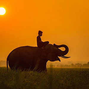 balade à dos d'éléphant avec le trip'kado, le produit de l'agence de voyage thisy-travels sur www.thisytravels.fr
