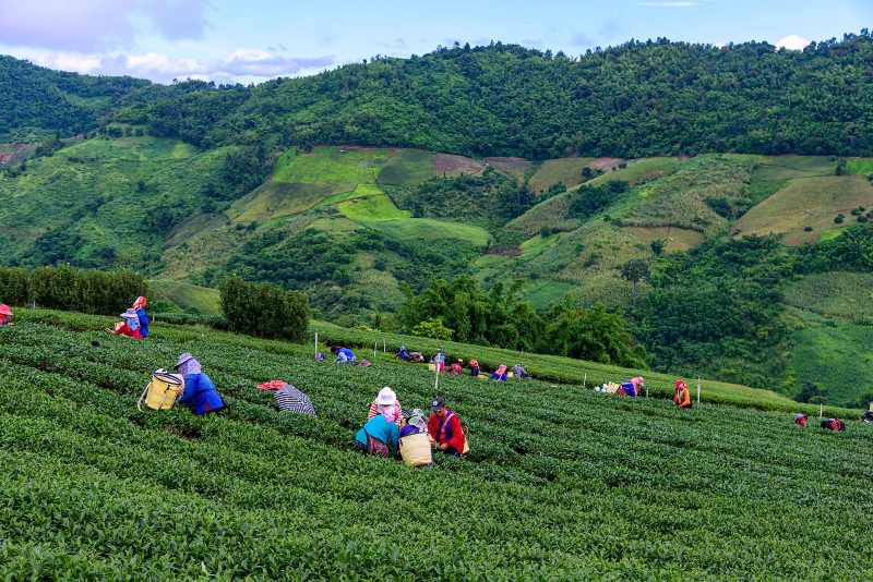culture du thé en Tahilande