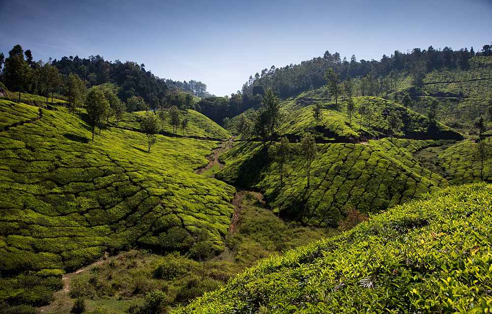 Plantations de thé à perte de vue au Kerala