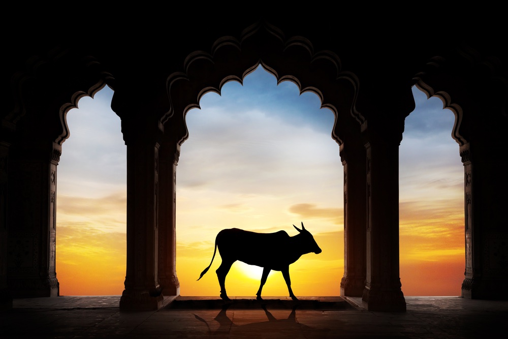 image vache sacrée Inde