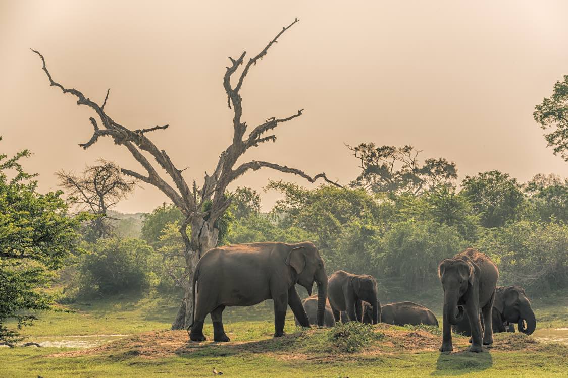 parc national de Yala