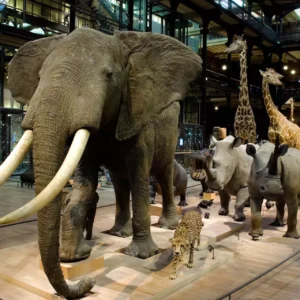 MUSEUM D'HISTOIRE NATURELLE